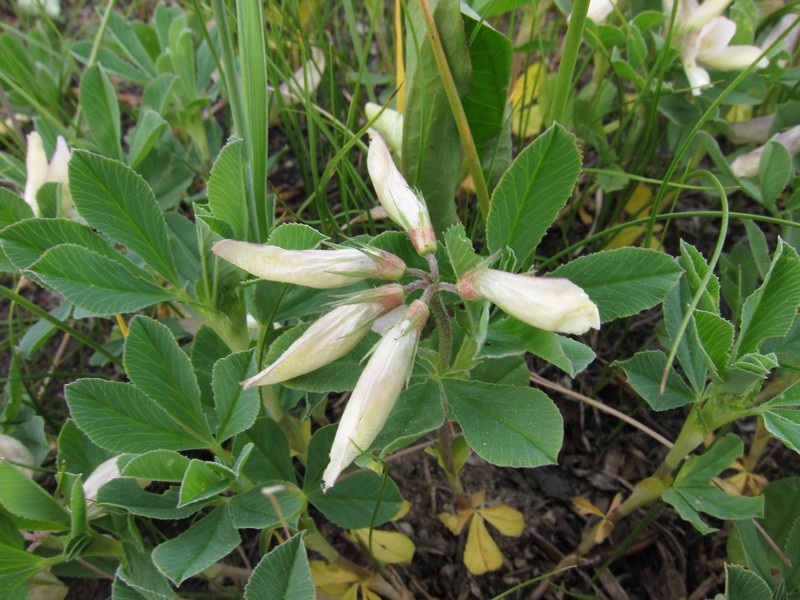 Image of Trifolium eximium specimen.