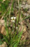 Cardamine hirsuta. Соцветие с цветками и завязавшимися плодами. Крым, Карадагский заповедник. 3 апреля 2013 г.