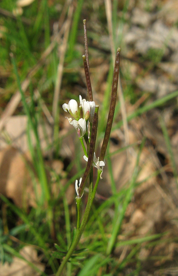 Изображение особи Cardamine hirsuta.