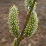 Salix gmelinii