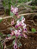 Corydalis erdelii