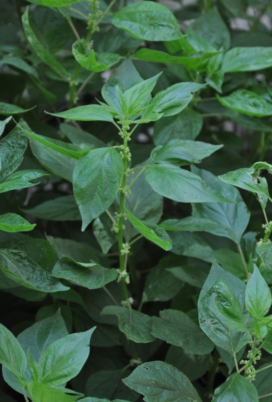 Image of Parietaria officinalis specimen.