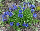 Gentiana acaulis