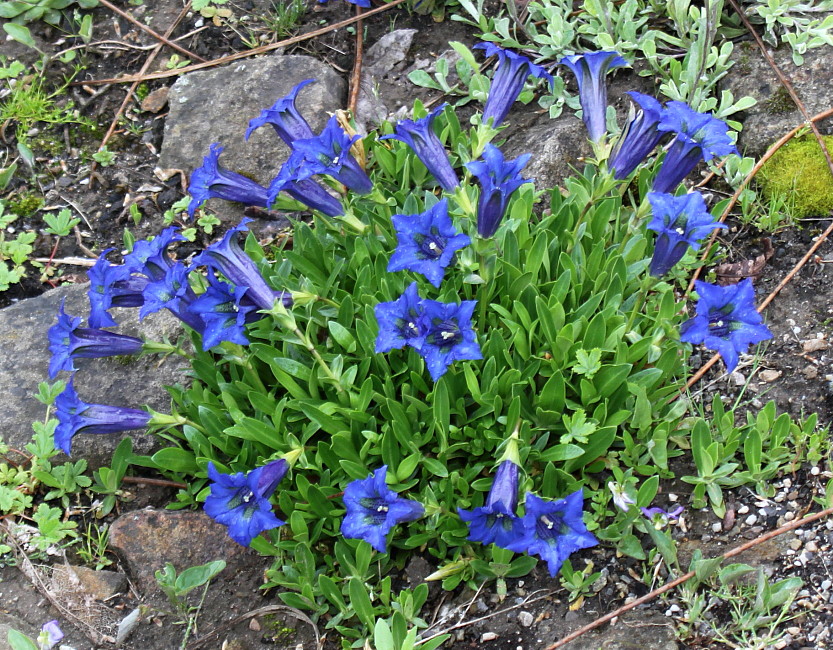 Изображение особи Gentiana acaulis.