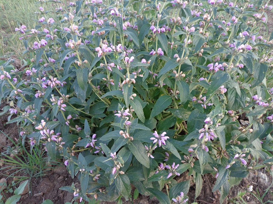 Image of Phlomis taurica specimen.