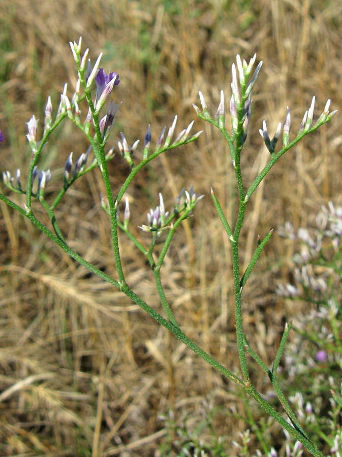 Изображение особи Limonium sareptanum.