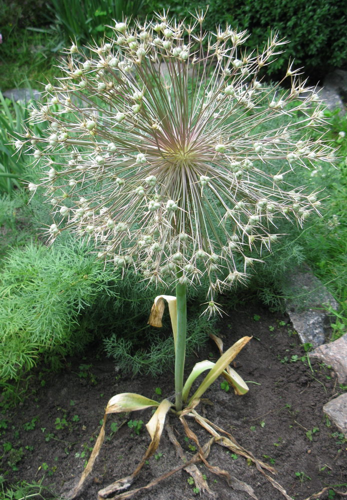 Image of Allium cristophii specimen.