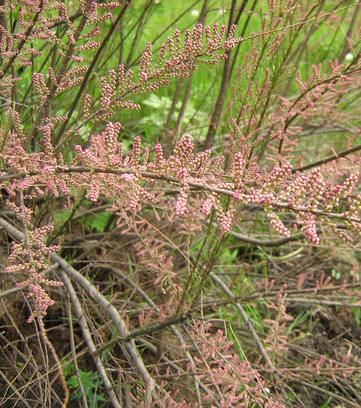 Image of genus Tamarix specimen.