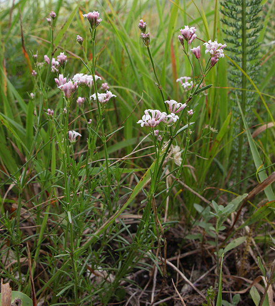 Изображение особи Asperula biebersteinii.