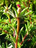 Portulaca grandiflora