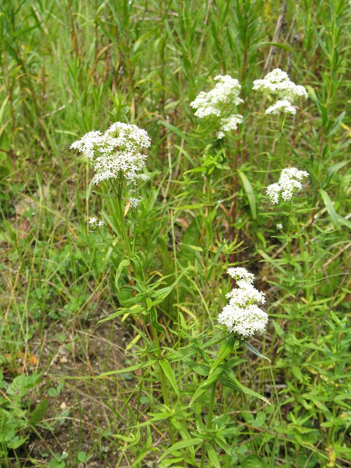 Image of Galium turkestanicum specimen.