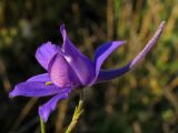 Delphinium paniculatum