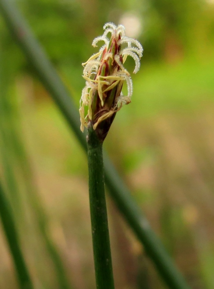 Изображение особи Eleocharis palustris.