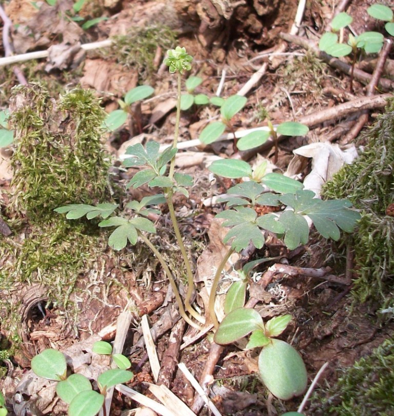 Изображение особи Adoxa moschatellina.