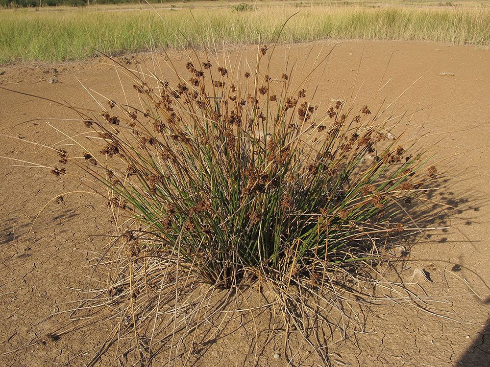 Изображение особи Juncus effusus.