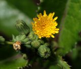 Sonchus oleraceus