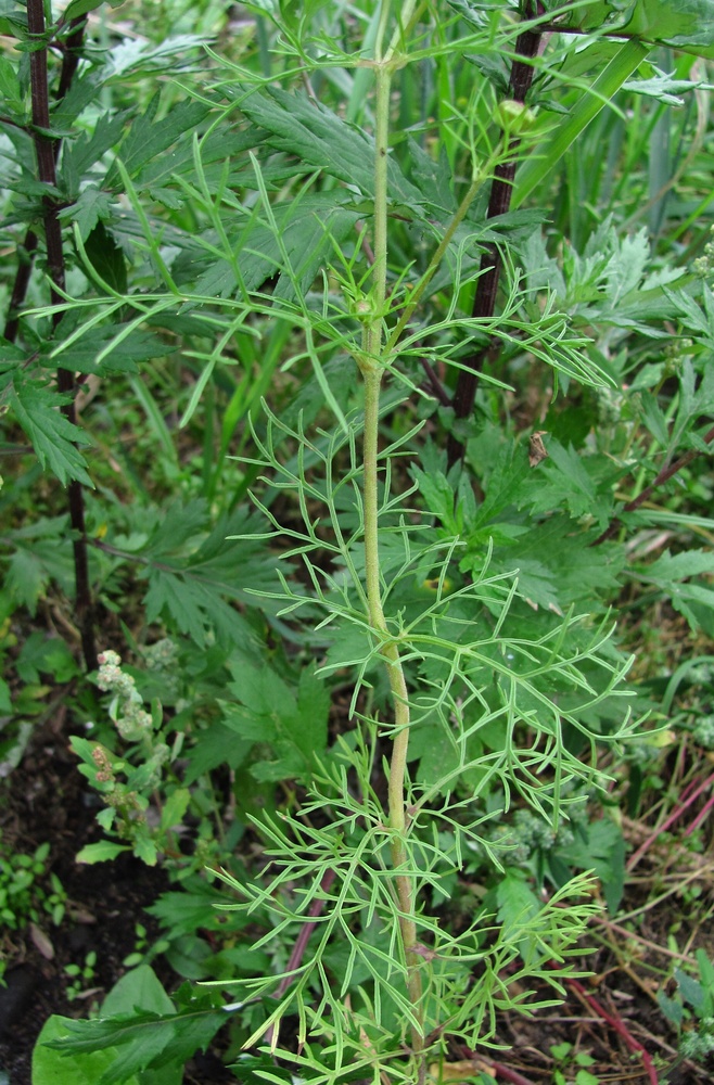 Изображение особи Cosmos bipinnatus.