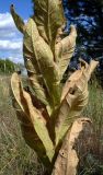 Verbascum densiflorum