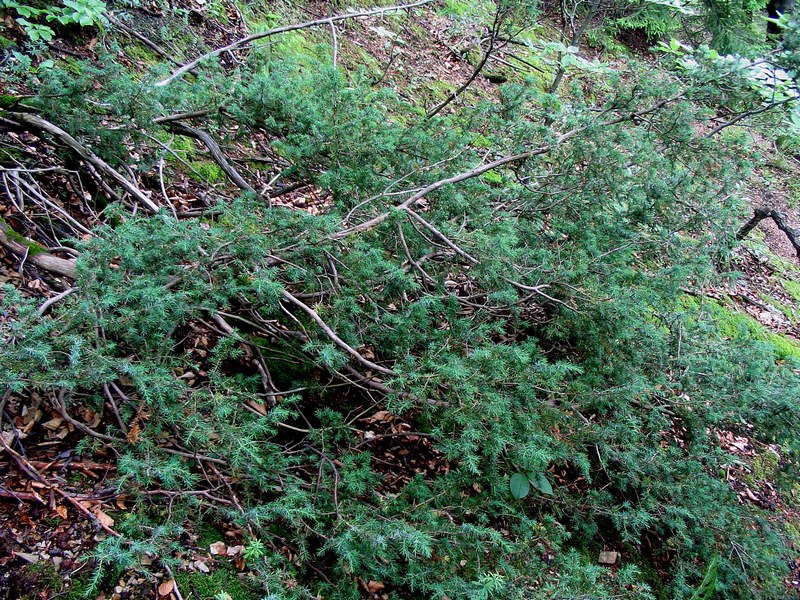 Image of Juniperus communis specimen.