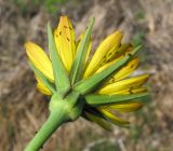 Tragopogon pratensis. Соцветие с трипсами (вид со стороны обертки). Архангельская обл., Вельский р-н, окр. пос. Усть-Шоноша, луг близ ж. д. 28.06.2011.