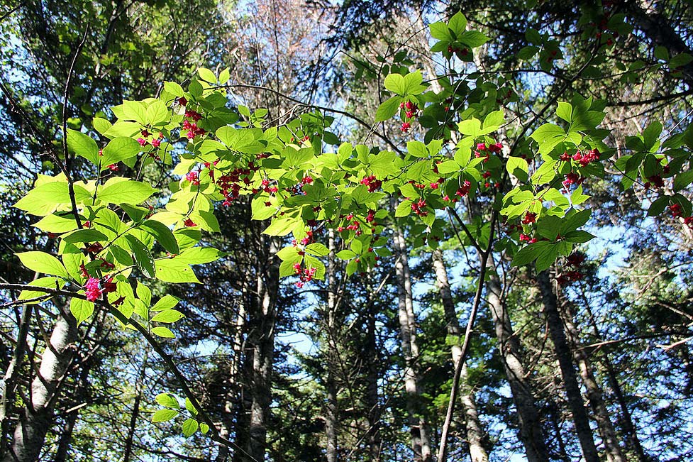 Изображение особи Euonymus macropterus.