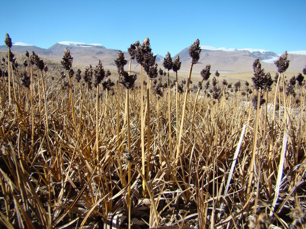 Image of Carex melanantha specimen.