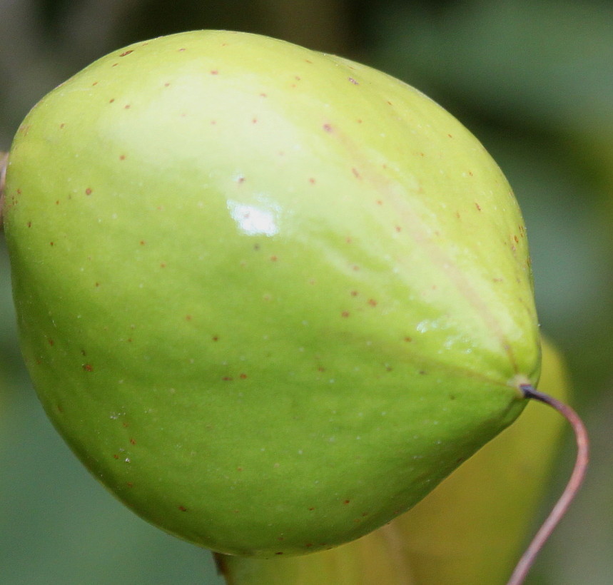 Image of Camellia japonica specimen.