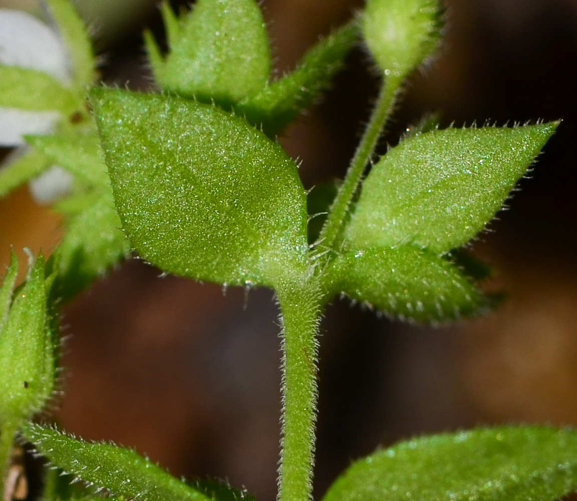 Изображение особи Arenaria leptoclados ssp. viscidula.