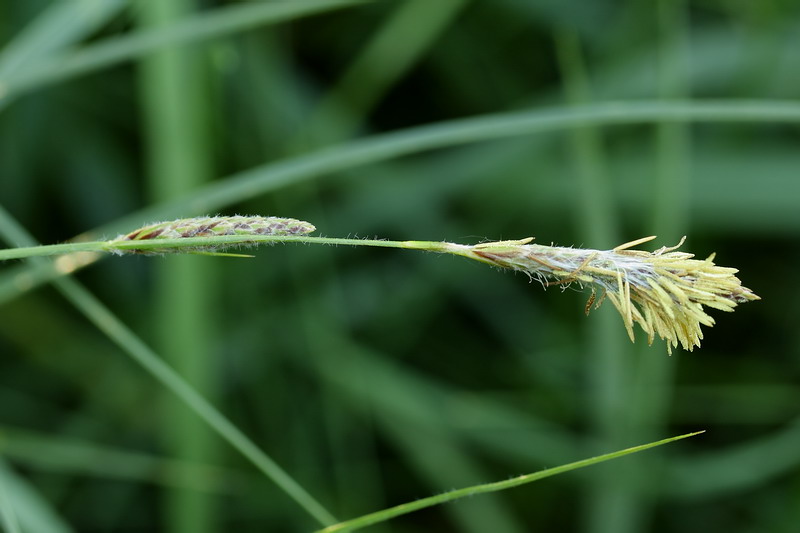 Image of Carex hirta specimen.