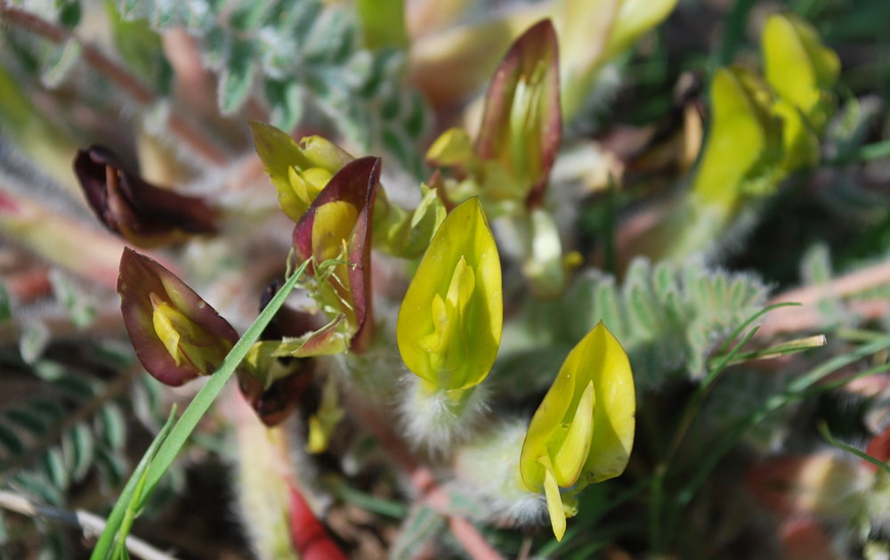 Изображение особи Astragalus atrovinosus.