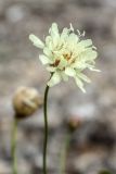 Cephalaria coriacea