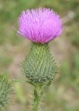 Cirsium vulgare. Соцветие. Восточный Казахстан, Глубоковский р-н, окр. с. Бобровка, луг. 31.07.2012.