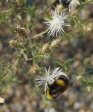 Centaurea diffusa