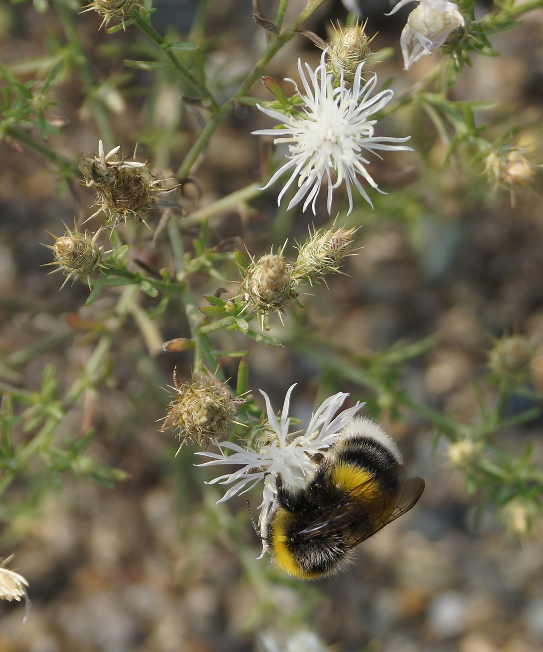 Image of Centaurea diffusa specimen.