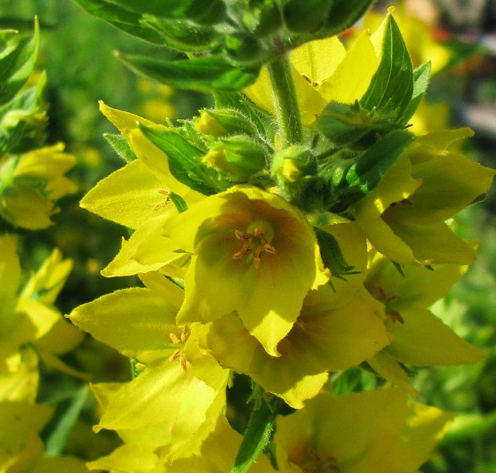 Image of Lysimachia punctata specimen.