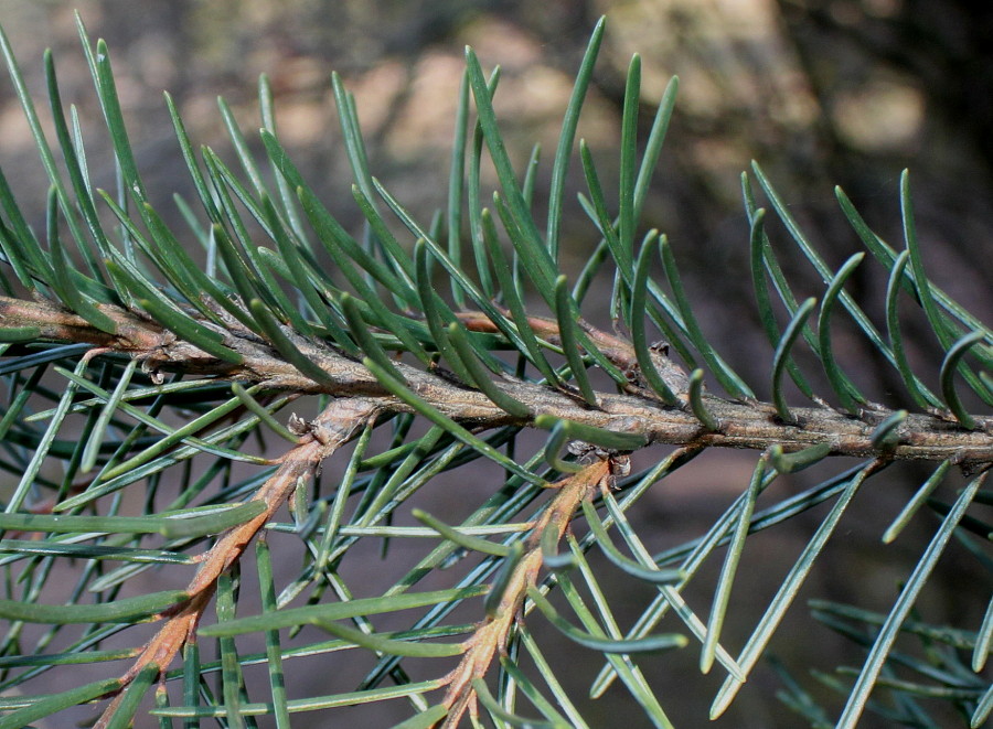 Изображение особи Picea breweriana.