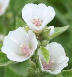 Althaea officinalis