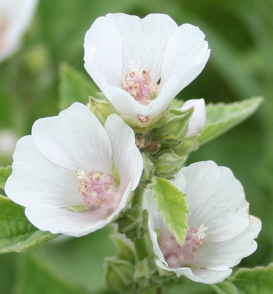 Image of Althaea officinalis specimen.