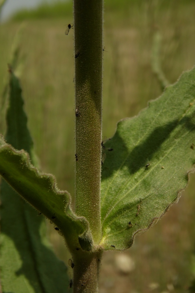 Image of Silene viscosa specimen.