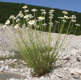 Leucanthemum vulgare