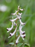 Corydalis ruksansii. Верхушка соцветия. Узбекистан, северный склон Туркестанского хребта, Зааминский национальный парк, урочище Урикли. 07.05.2014.