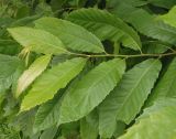 Castanea sativa