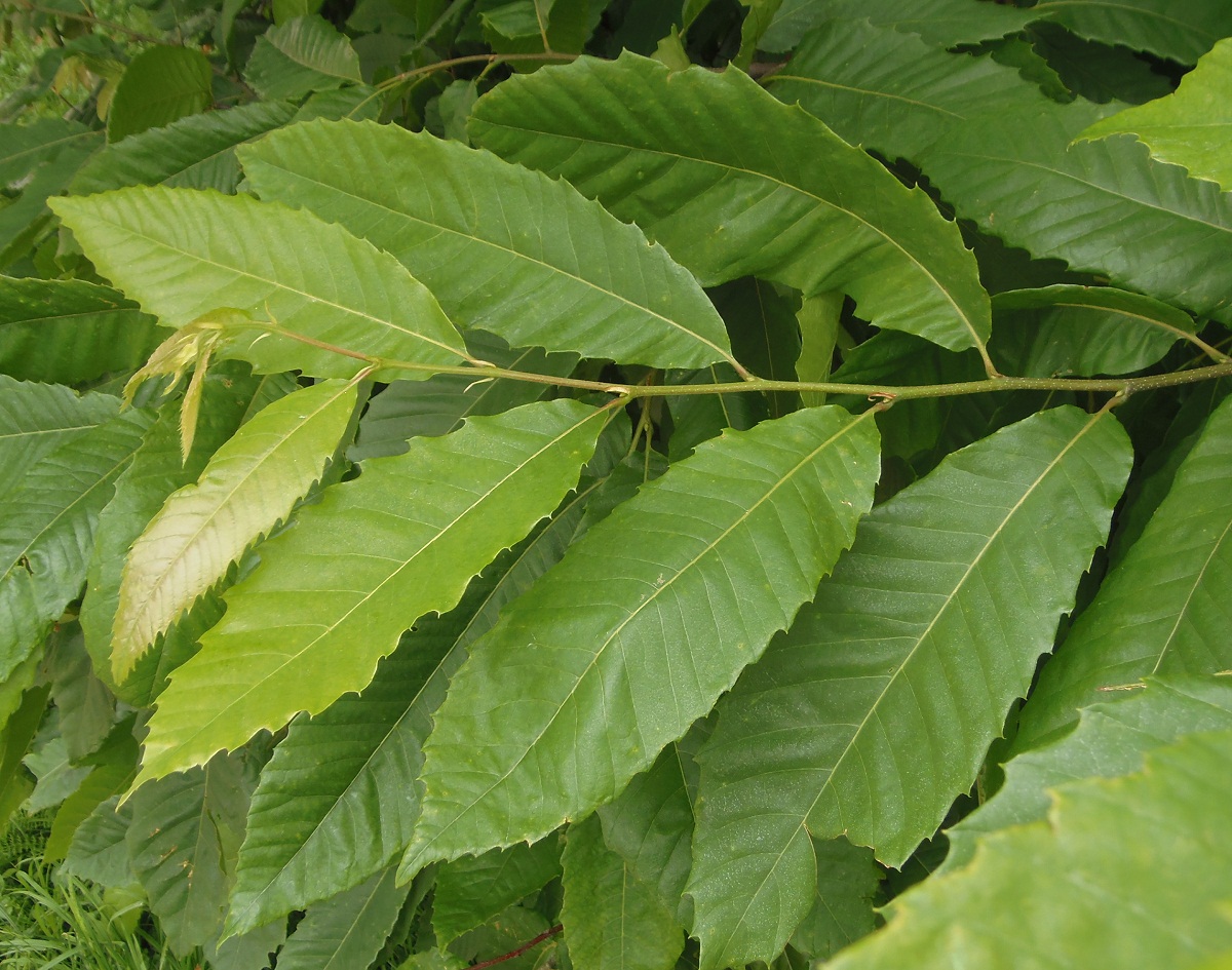 Изображение особи Castanea sativa.