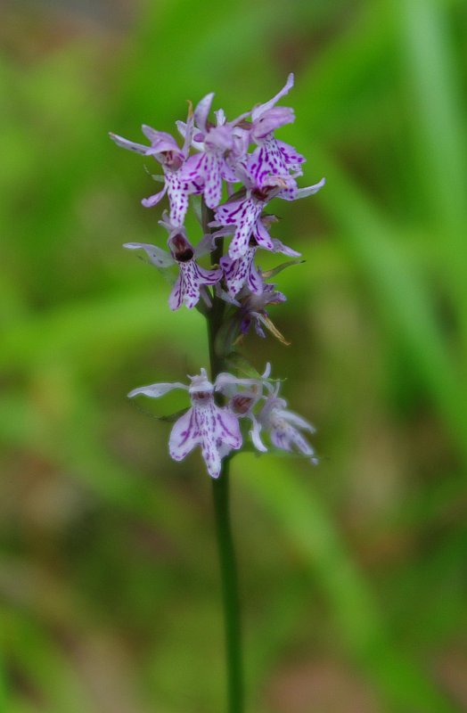 Изображение особи Dactylorhiza fuchsii.