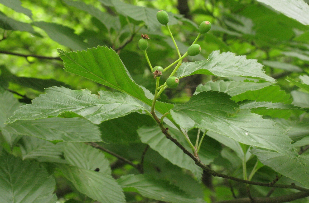 Image of Sorbus alnifolia specimen.