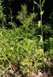 Cardamine impatiens