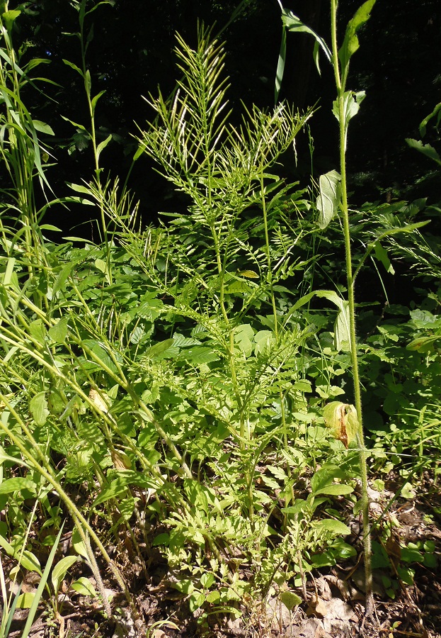 Image of Cardamine impatiens specimen.