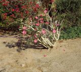 Adenium obesum