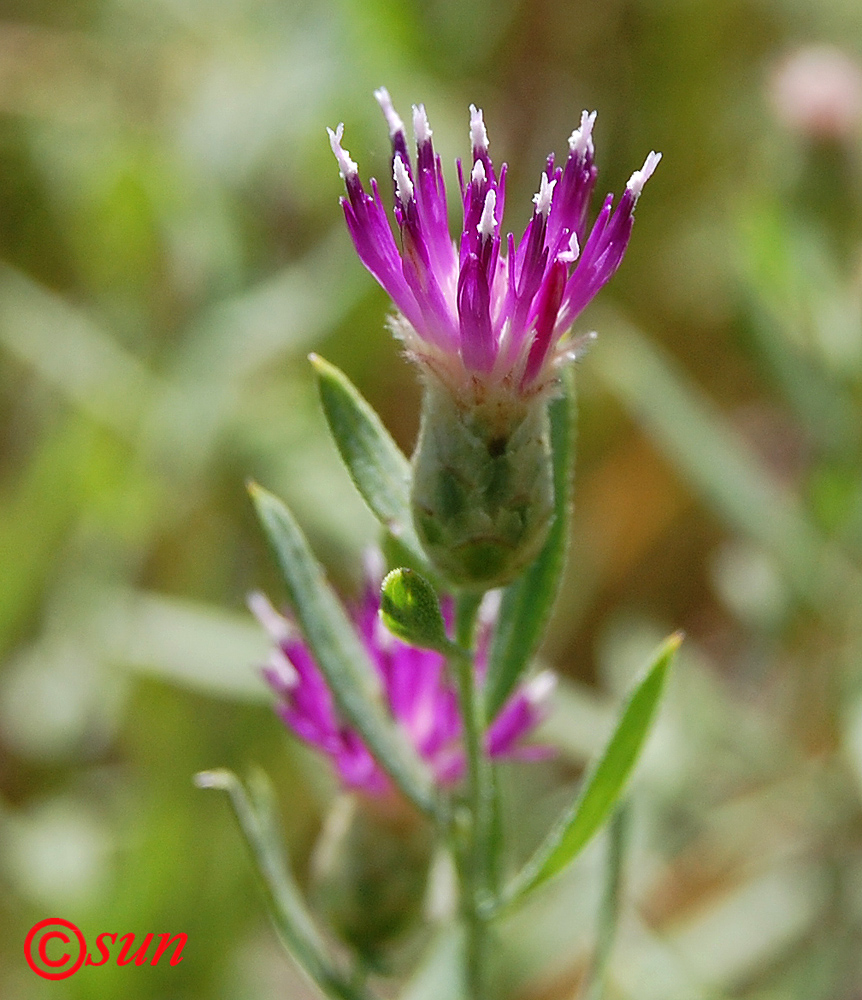 Image of Acroptilon repens specimen.