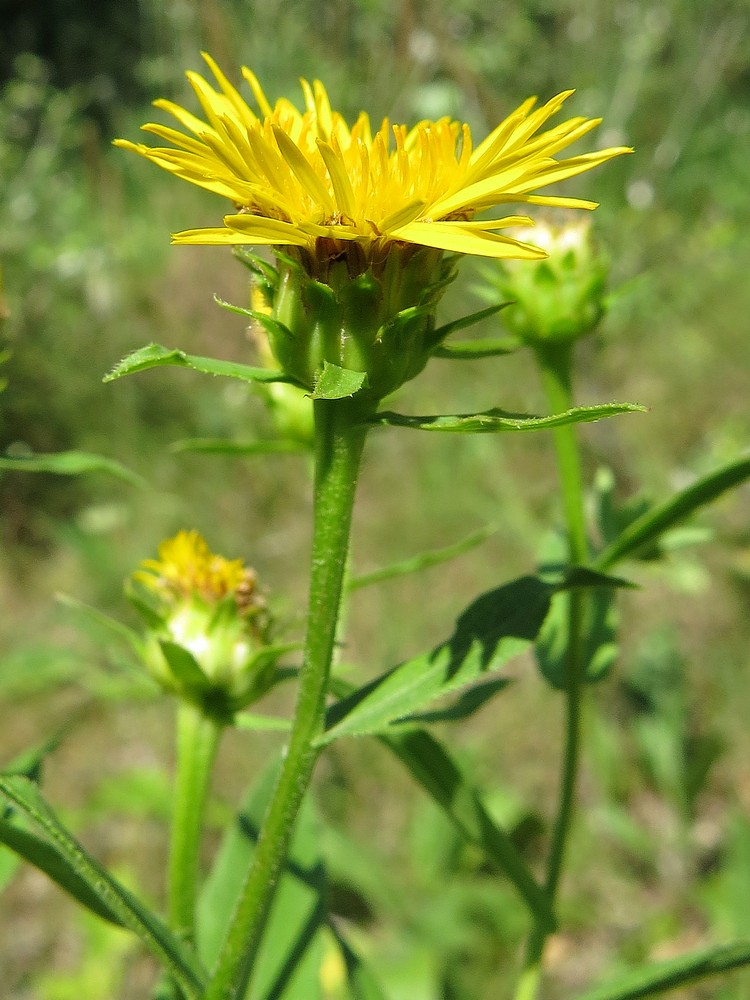Image of Inula salicina specimen.
